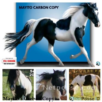 Mayito`s Carbon Copy